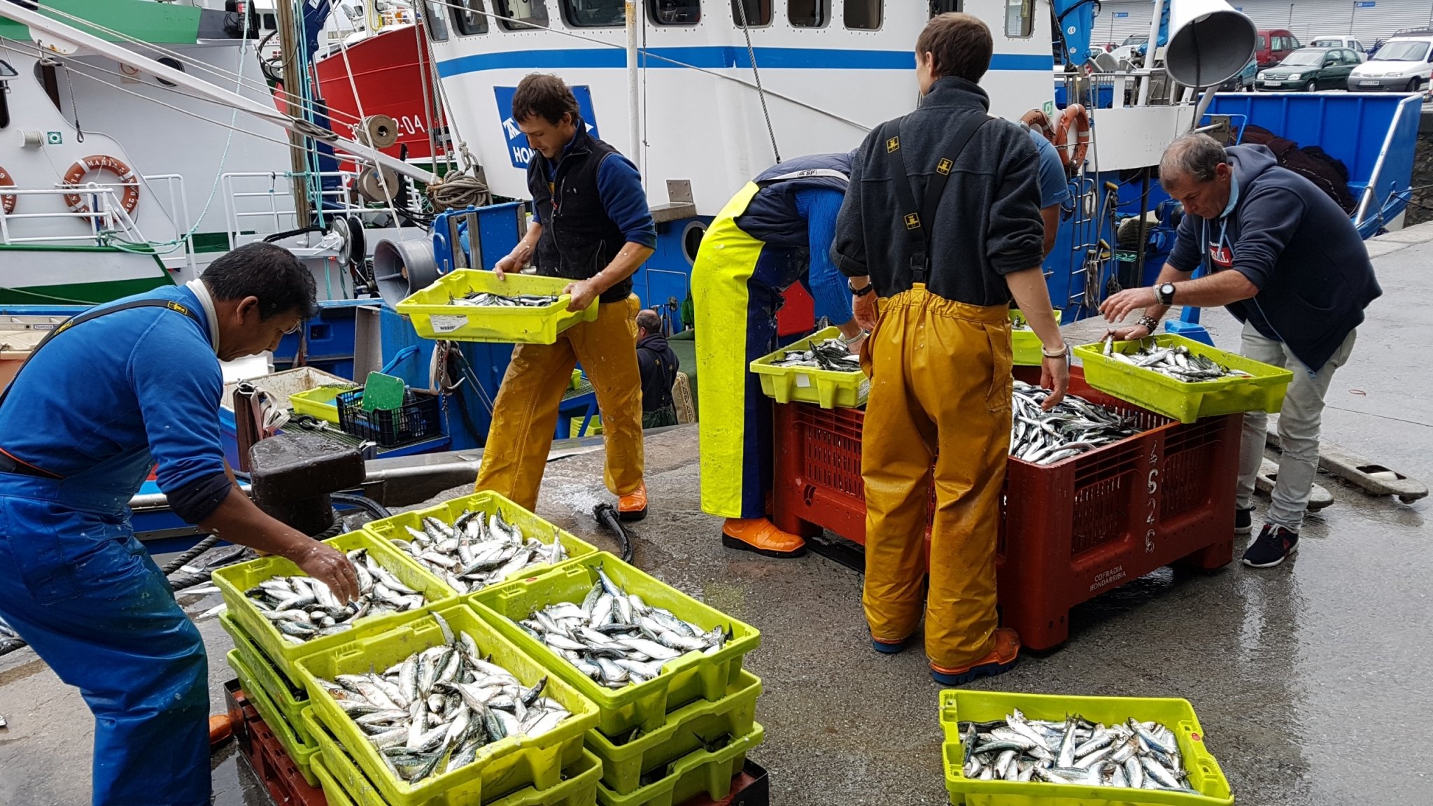 Cantabrian Anchovy: From the Sea to Your Table - Go Basque